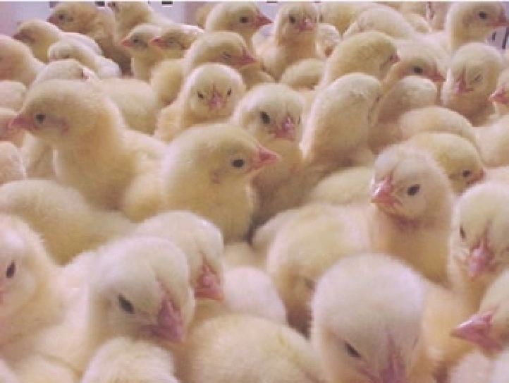 large group of day old broiler chicks